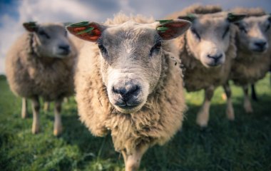 Сеть насмешила овца, решившая стать постояльцем гостиницы (ВИДЕО)