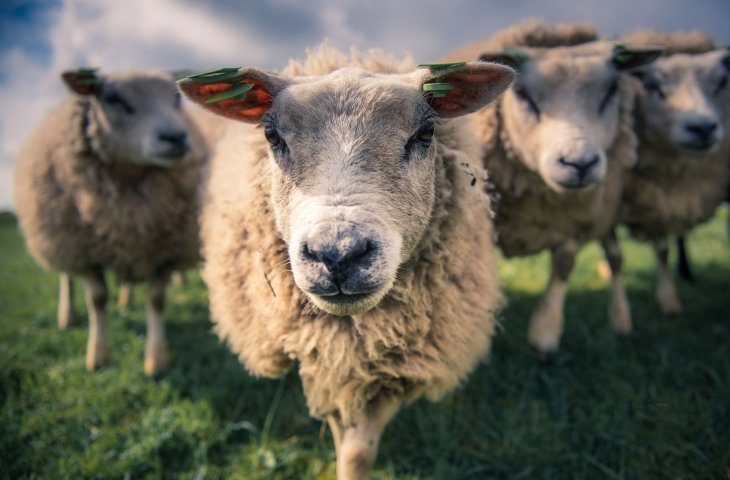 Сеть насмешила овца, решившая стать постояльцем гостиницы (ВИДЕО)
