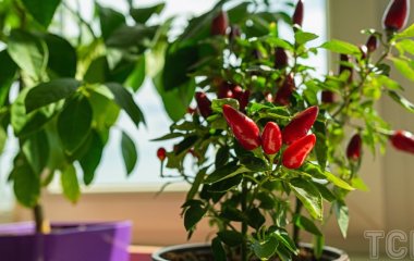 Як виростити кімнатний перець: прості поради для домашніх садівників