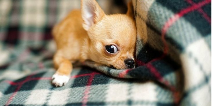 Брошенный «усатый» щенок нашёл любящих хозяев (ФОТО)