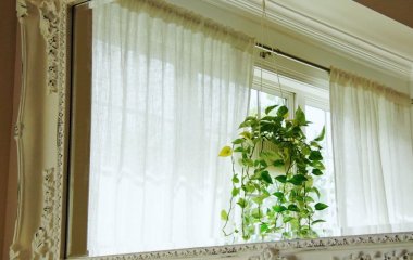 Полив може зашкодити: садівники пояснили, коли рослини краще не чіпати