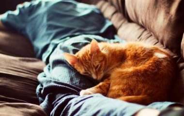 Место для сна коту: что купить, если хотите любимцу комфорта и здоровья?