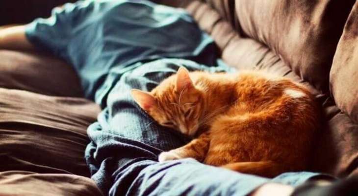 Место для сна коту: что купить, если хотите любимцу комфорта и здоровья?