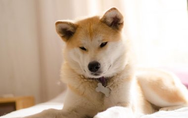 Сети насмешили попытки собаки вовлечь кота в игру (ФОТО)