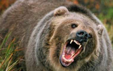 Голодный медведь оставил супругов без заказанного фаст-фуда (ВИДЕО)