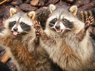 Голодний єнот поцупив замовлену піцу просто з ґанку