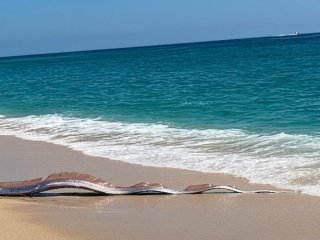 Провісниця землетрусів: на берег викинулася 5-метрова 