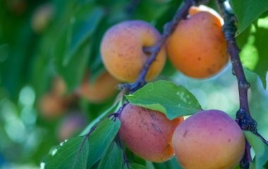 Як виростити абрикос із кісточки вдома: покрокова інструкція для початківців
