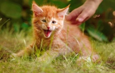 Чому кіт, кішка шипить на людину: відповідь ветеринара