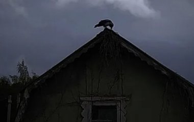 Злопамятный ворон облаял собаку после бессонной ночи