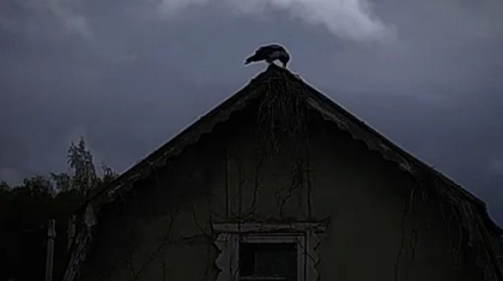 Злопамятный ворон облаял собаку после бессонной ночи