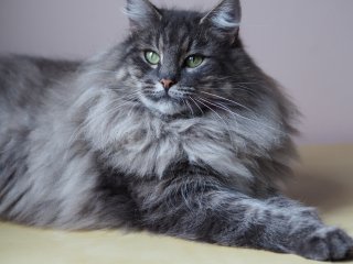 Самый пушистый кот в мире стал «звездой» в Сети (ВИДЕО)