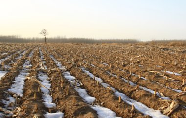 Місячний посівний календар на листопад 2024 року: сприятливі і несприятливі дні, чи можна щось садити