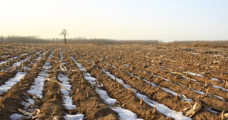 Місячний посівний календар на листопад 2024 року: сприятливі і несприятливі дні, чи можна щось садити