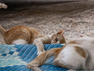 Вчені розкрили правду: світ, який бачать кішки, зовсім не такий, як ви уявляли