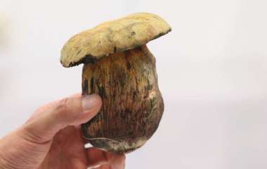 Смачно та корисно: вчені розповіли, чому білий гриб має бути в раціоні