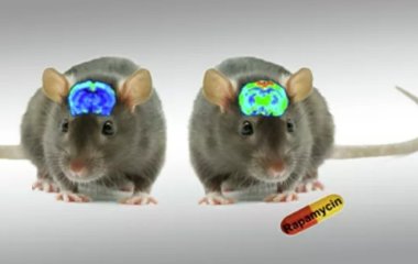 Вчені з'ясували, як можна зупинити старіння мозку та покращити пам'ять