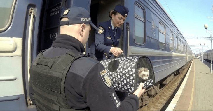 Поліція допомогла тхору не спізнитись на поїзд, але кур’єру пощастило менше: курйозні подробиці