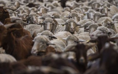 Чупакабра повернулася: фермери нажахані демонічною істотою, що вбила стадо тварин
