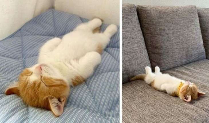 Сеть рассмешил котенок, который спит как человек (ФОТО)