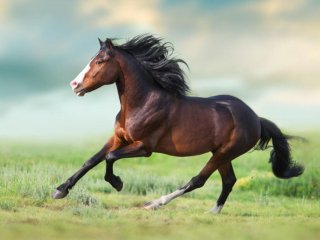 Сети покорил кот-ковбой, прокатившийся на дикой лошади (ВИДЕО)