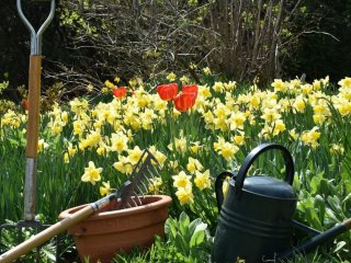Місячний посівний календар на травень 2026 року: коли сіяти овочі, щоб отримати багатий урожай