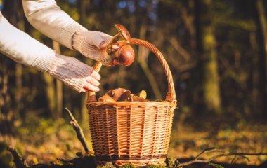 Как проверить грибы на съедобность: основные способы