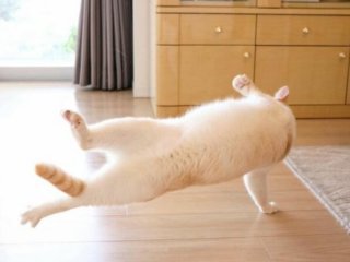 Кот станцевал брейк-данс и прославился (ФОТО)