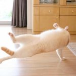 Кот станцевал брейк-данс и прославился (ФОТО)