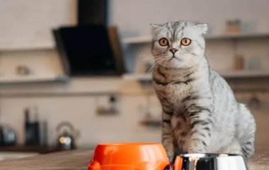 Для чого коти занурюють лапи у миску з водою
