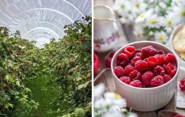 Как правильно посадить малину осенью, чтобы получить хороший урожай