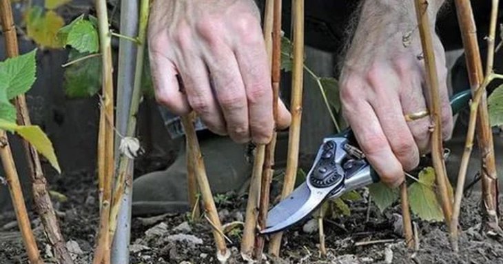 Як обрізати ремонтантну малину, щоб отримати щедрий врожай