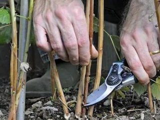 Як обрізати ремонтантну малину, щоб отримати щедрий врожай