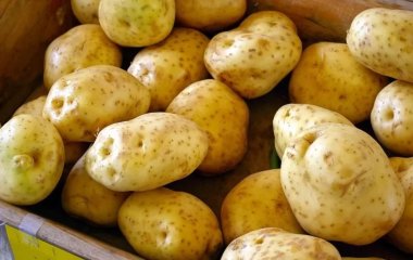 Вчений попередив про небезпеку неправильного зберігання картоплі