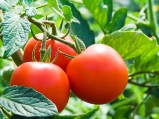 Чому помідори скручують листя: коли це спека, а коли хвороба