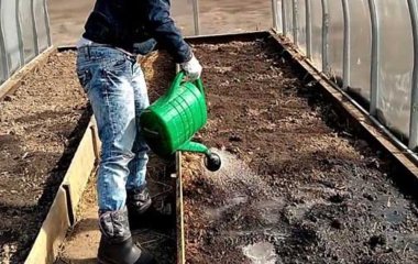 Фітоспорин: як правильно розводити в порошку та пасту