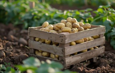 Як отримати удвічі більший урожай картоплі: секрети досвідчених господарів