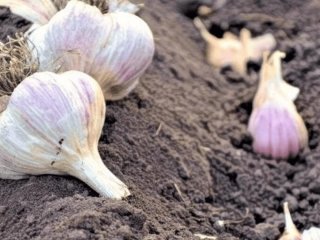 Який часник краще садити на зиму: топ-6 найкращих сортів
