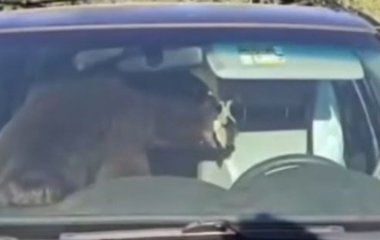 Ведмідь застряг у позашляховику і всю ніч сигналив — відео