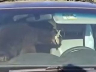 Ведмідь застряг у позашляховику і всю ніч сигналив — відео