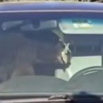 Ведмідь застряг у позашляховику і всю ніч сигналив — відео