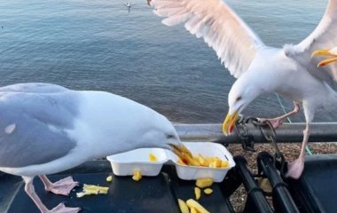 У Бельгії відбувся 5-й чемпіонат Європи з імітації крику чайок