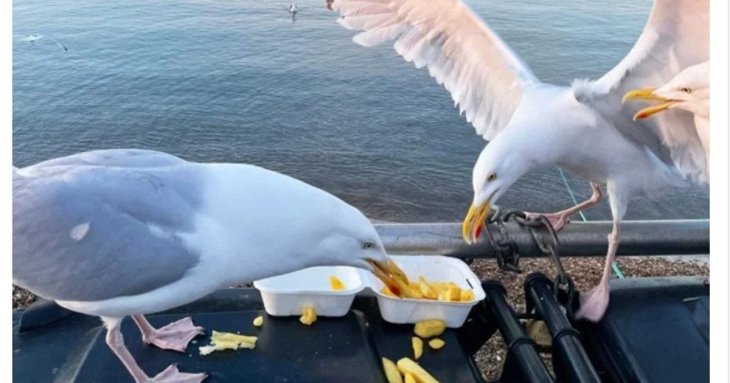 У Бельгії відбувся 5-й чемпіонат Європи з імітації крику чайок