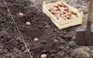 Що покласти в лунку під час садіння картоплі