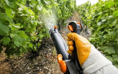 Як підготувати виноград до зими: щоб перезимував навіть найвибагливіший сорт