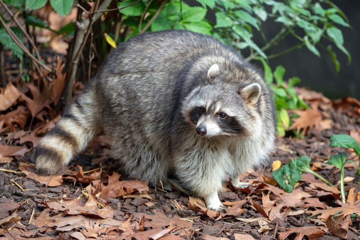 Енот оконфузился, пытаясь съесть содержимое консервы (ФОТО)