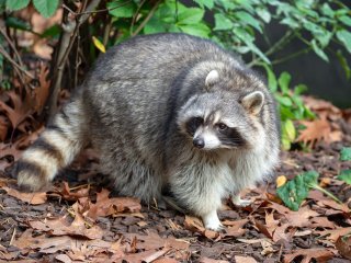 Енот оконфузился, пытаясь съесть содержимое консервы (ФОТО)