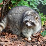 Енот оконфузился, пытаясь съесть содержимое консервы (ФОТО)