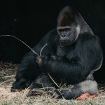 Смешная обезьяна «усыновила» бродячего щенка (фото)