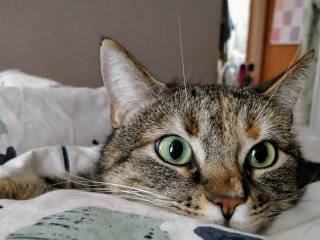 Кот научился боксировать, а его хозяин решил снять на видео, как питомец отрабатывает удар